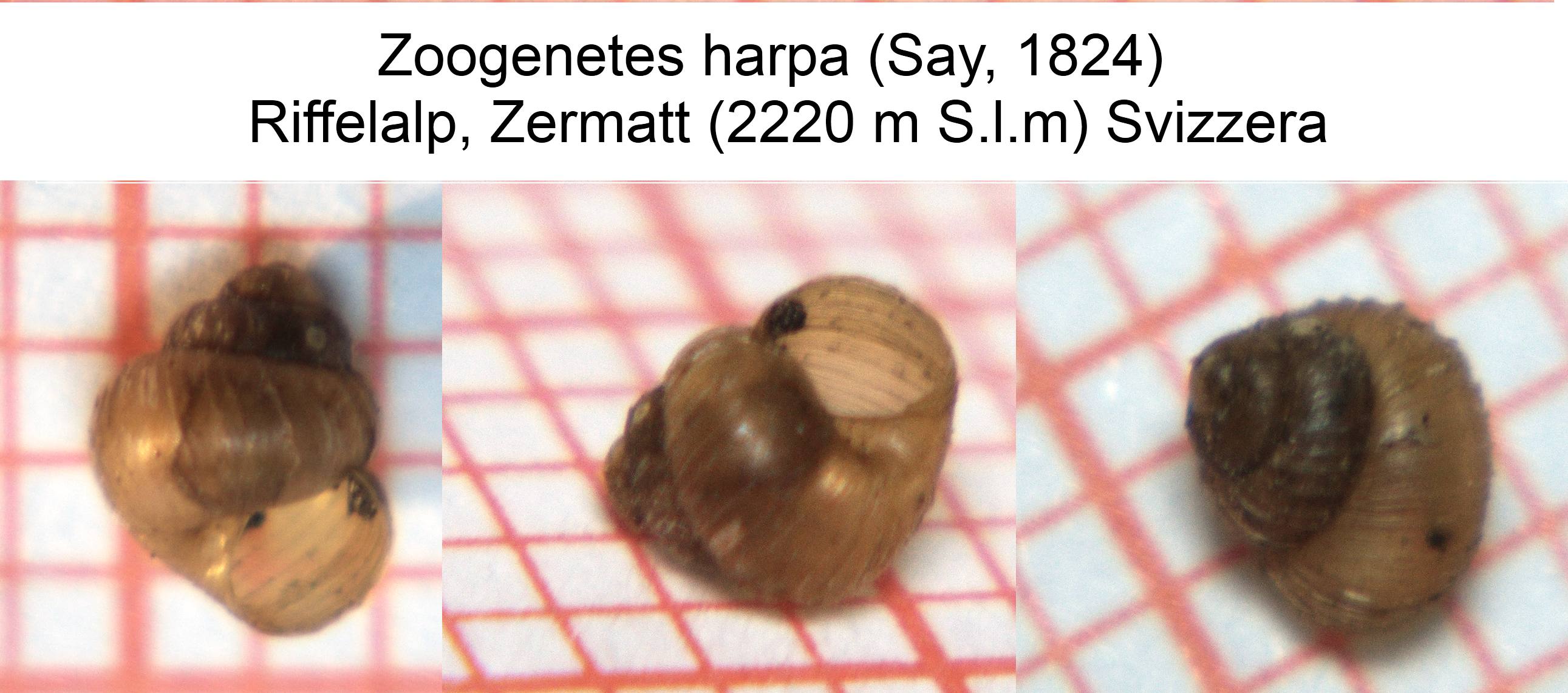 Zoogenetes harpa (Say, 1824)